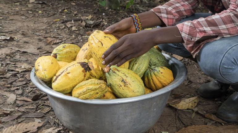 Nestlé - Rewarding cocoa farmers for climate-positive agricultural practices - WBCSD